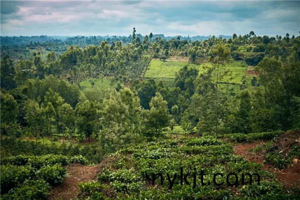 盖泽自动门全球森林计划 ,用心赠予世界一片绿洲 盖泽自动门全球森林计划 ,用心赠予世界一片绿洲